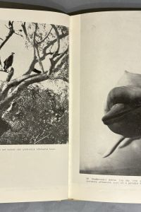 IMG 0432